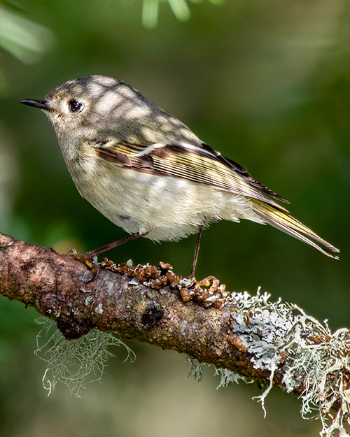 Ruby-crowned Kinglet