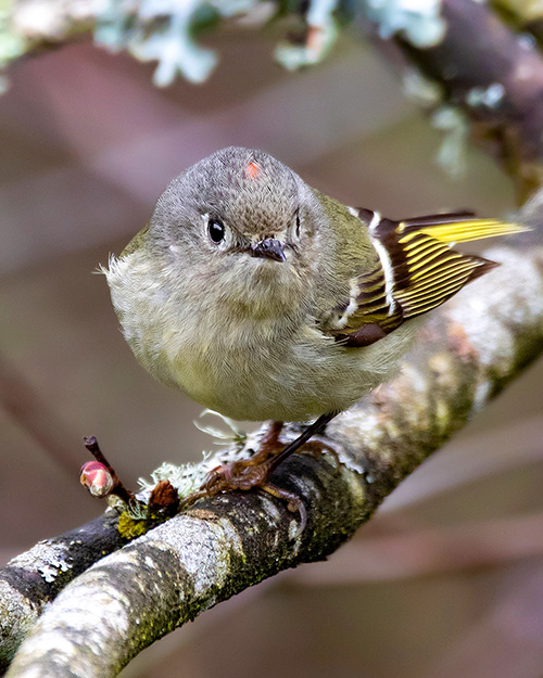 Ruby-crowned Kinglet