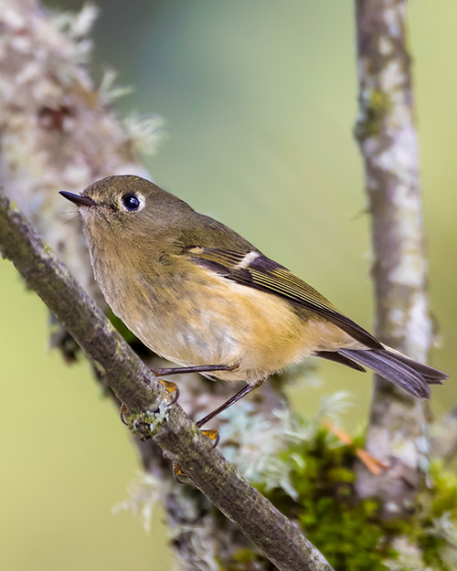 Ruby-crowned Kinglet