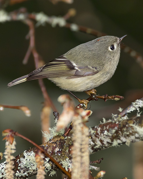 Ruby-crowned Kinglet