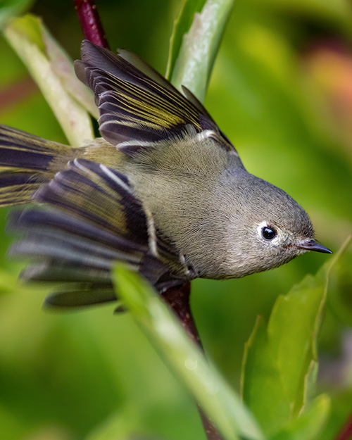 Ruby-crowned Kinglet