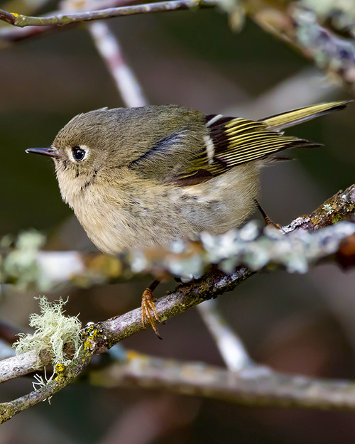 Ruby-crowned Kinglet