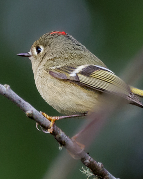 Ruby-crowned Kinglet