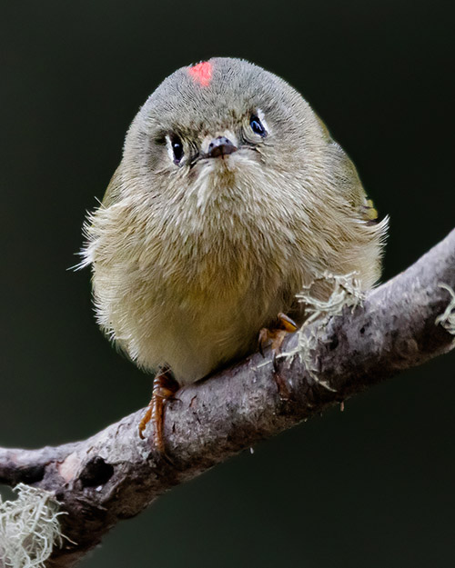 Ruby-crowned Kinglet