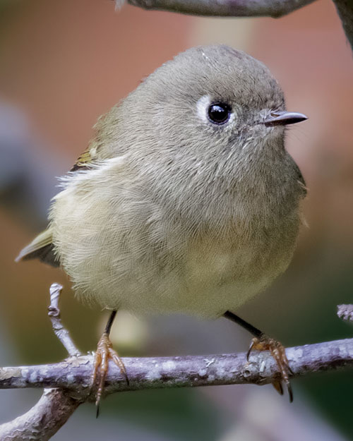 Ruby-crowned Kinglet