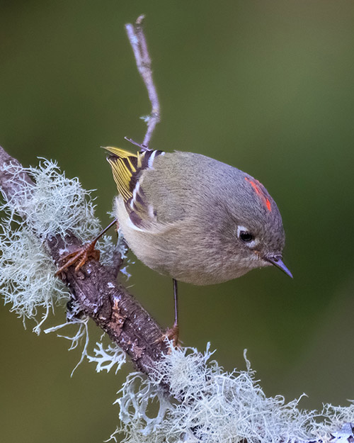 Ruby-crowned Kinglet