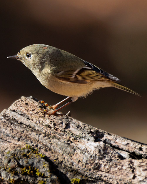 Ruby-crowned Kinglet