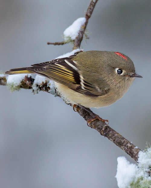 Ruby-crowned Kinglet