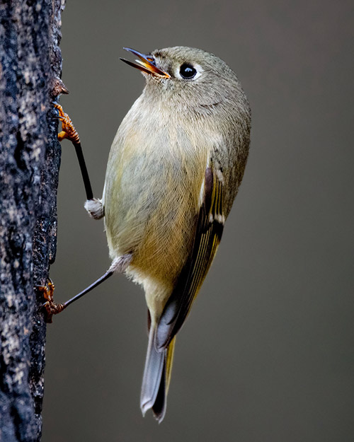 Ruby-crowned Kinglet