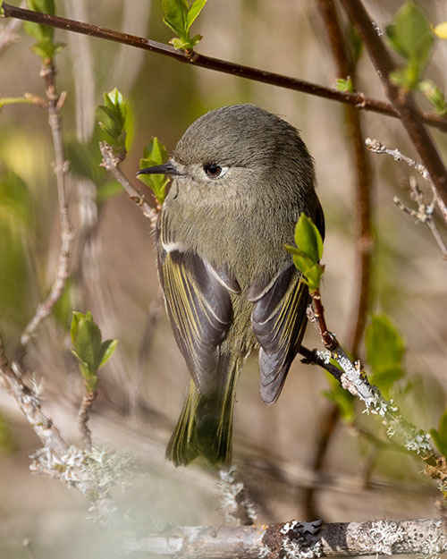 Ruby-crowned Kinglet