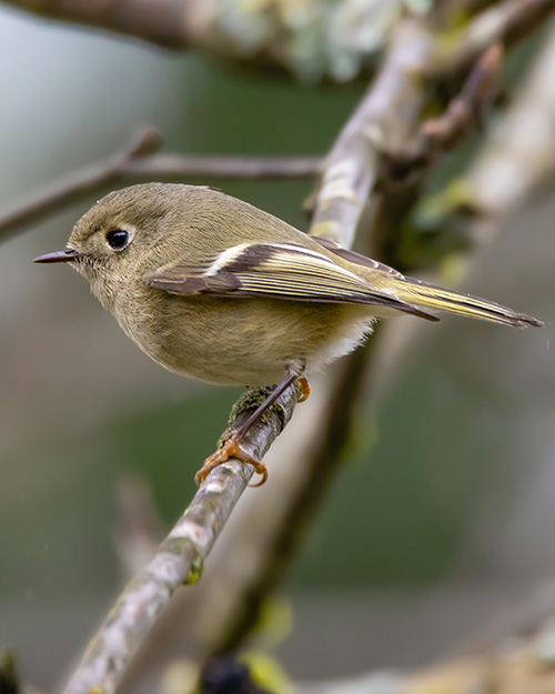 Ruby-crowned Kinglet