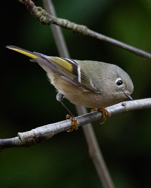 Ruby-crowned Kinglet