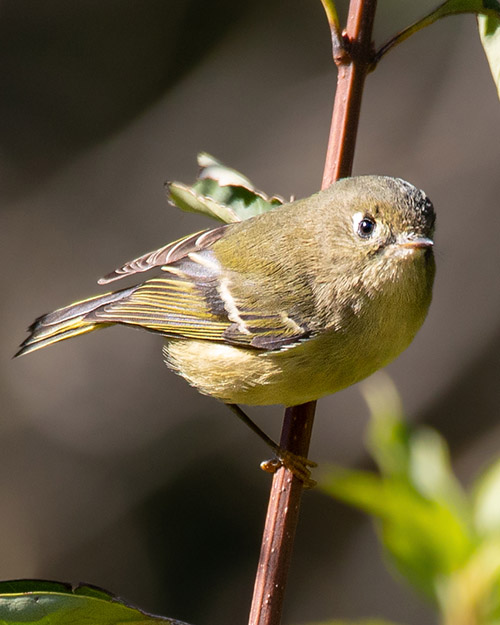 Ruby-crowned Kinglet