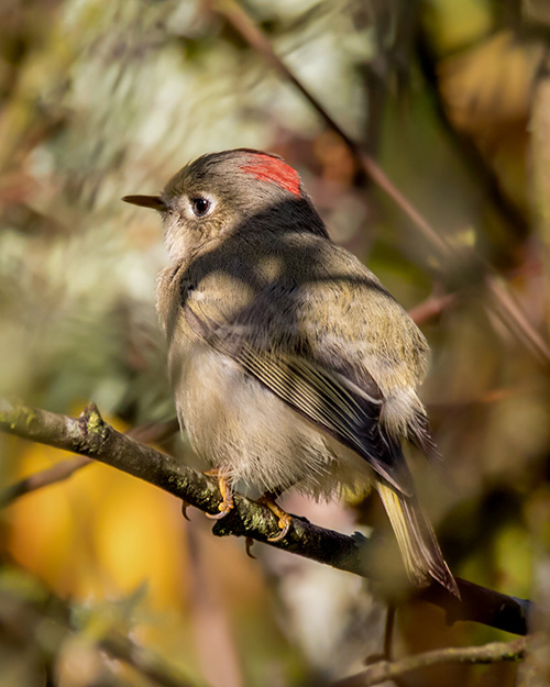 Ruby-crowned Kinglet