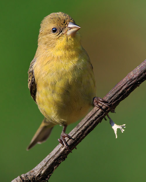 Lesser Goldfinch