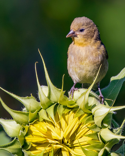 Lesser Goldfinch