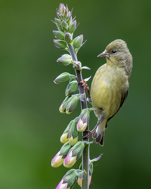 Lesser Goldfinch