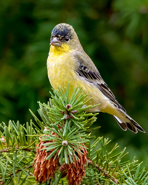 Lesser Goldfinch