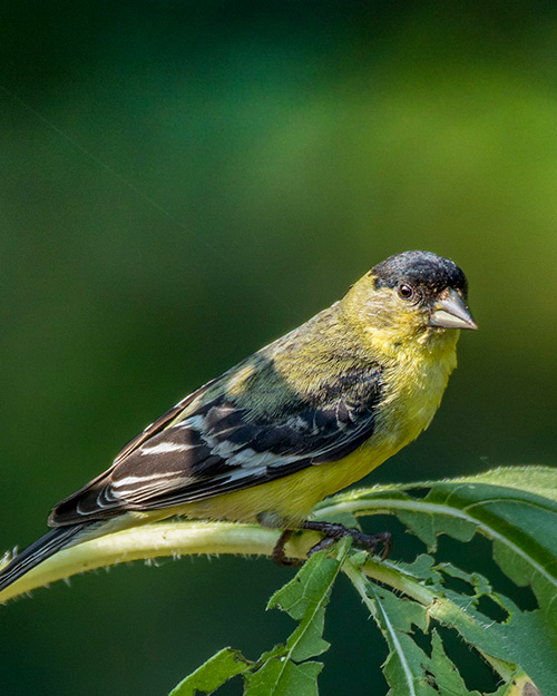 Lesser Goldfinch