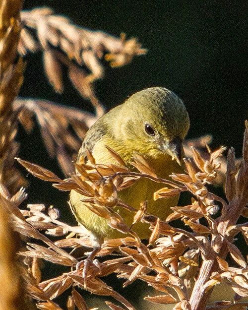 Lesser Goldfinch