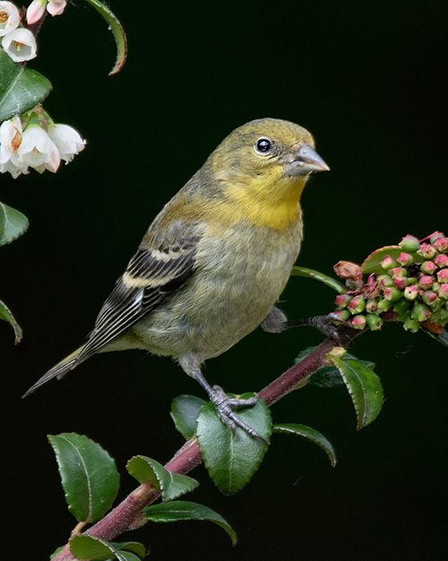 Lesser Goldfinch