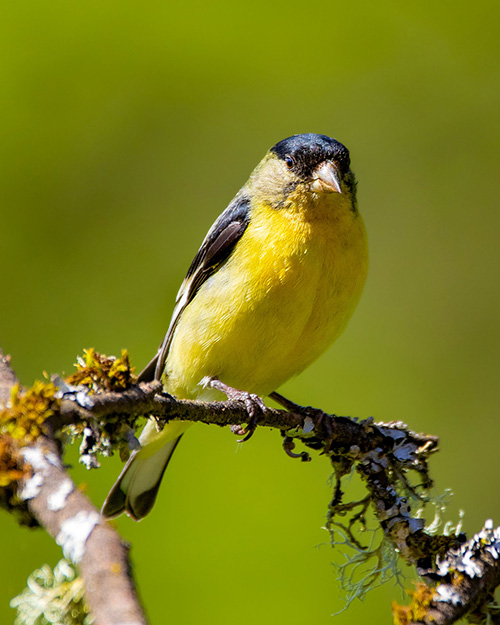 Lesser Goldfinch