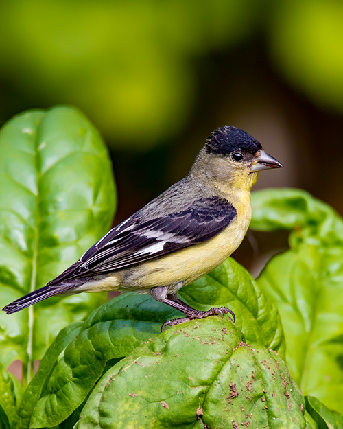 Lesser Goldfinch