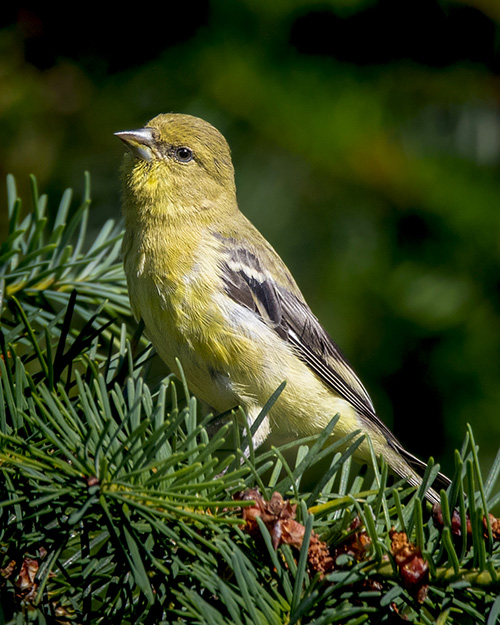 Lesser Goldfinch