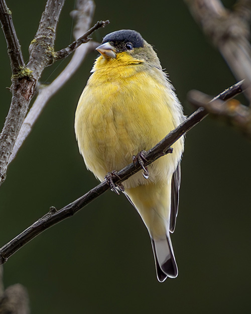 Lesser Goldfinch