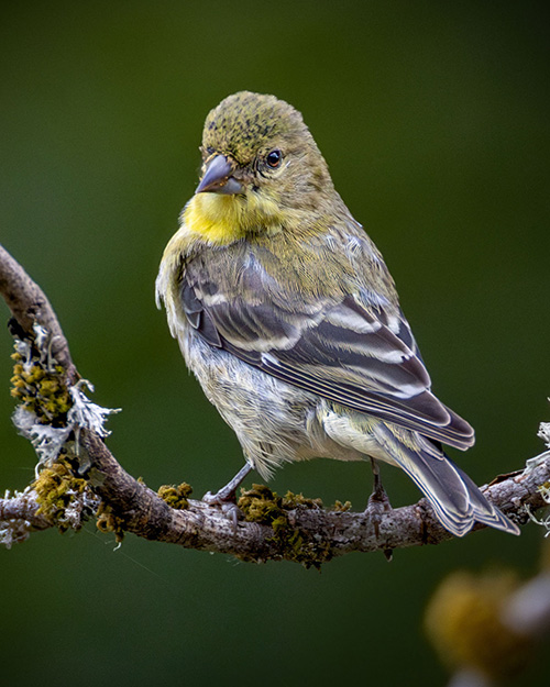 Lesser Goldfinch