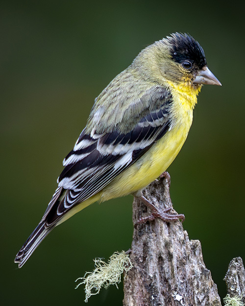 Lesser Goldfinch