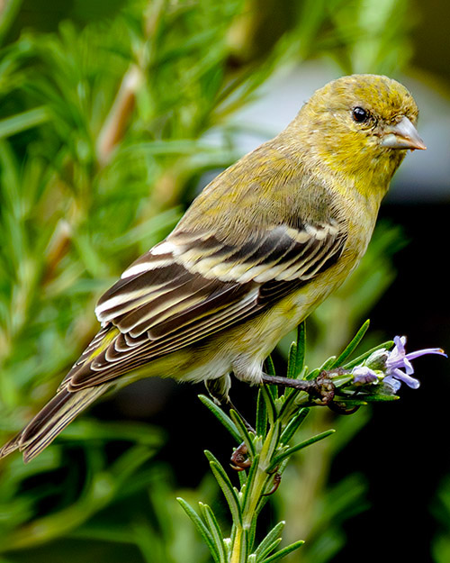 Lesser Goldfinch