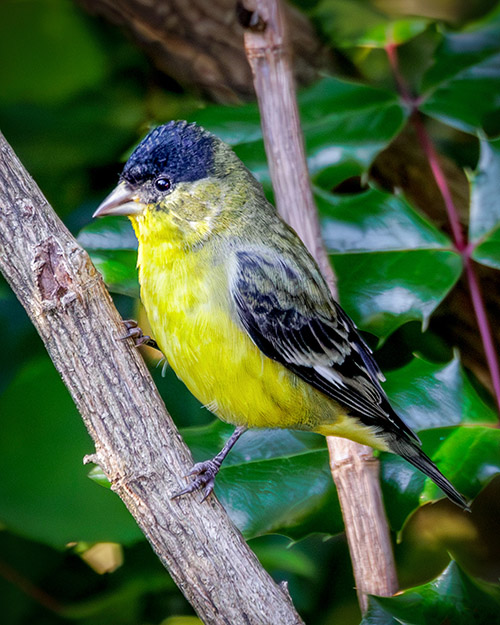 Lesser Goldfinch