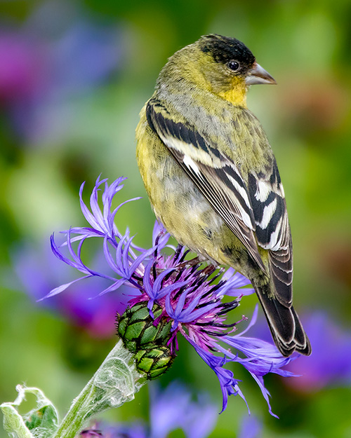 Lesser Goldfinch