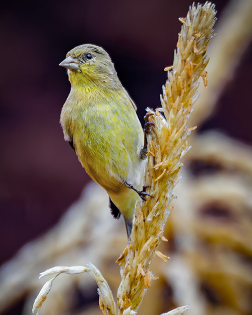 Lesser Goldfinch