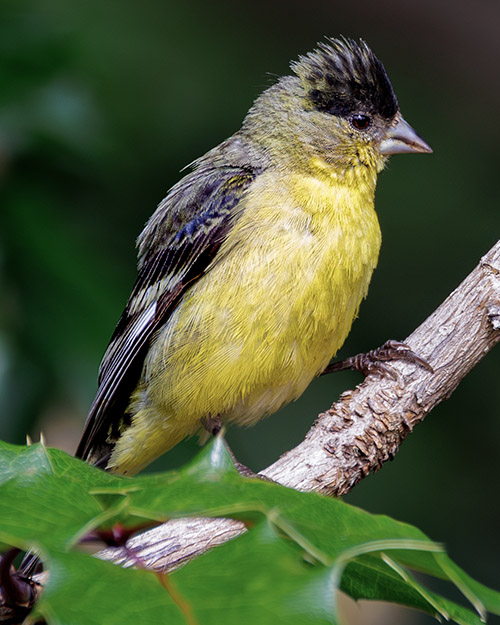 Lesser Goldfinch