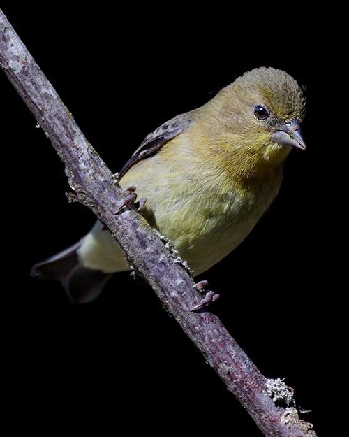 Lesser Goldfinch