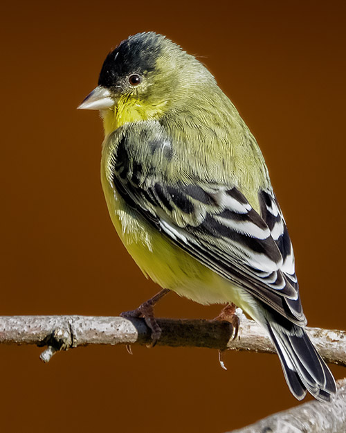 Lesser Goldfinch