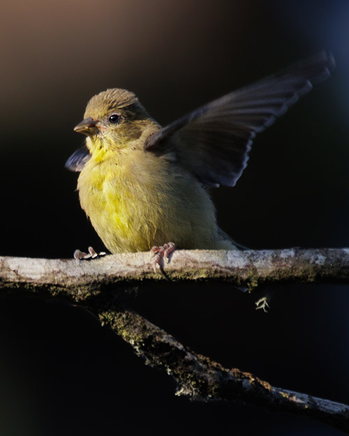 Lesser Goldfinch