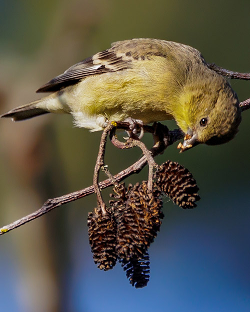 Lesser Goldfinch