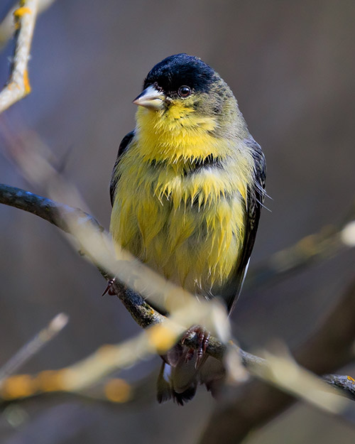 Lesser Goldfinch