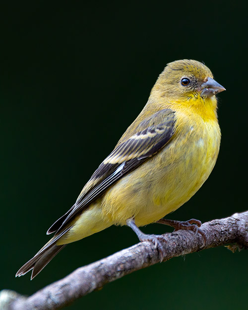 Lesser Goldfinch