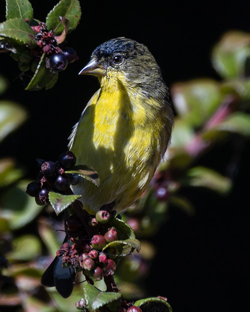 Lesser Goldfinch