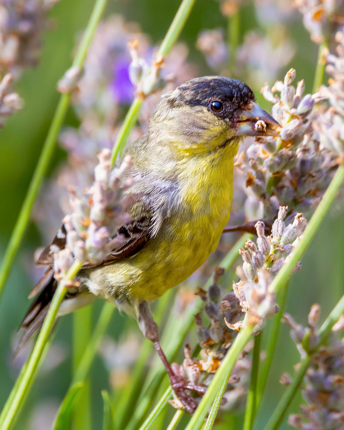 Lesser Goldfinch