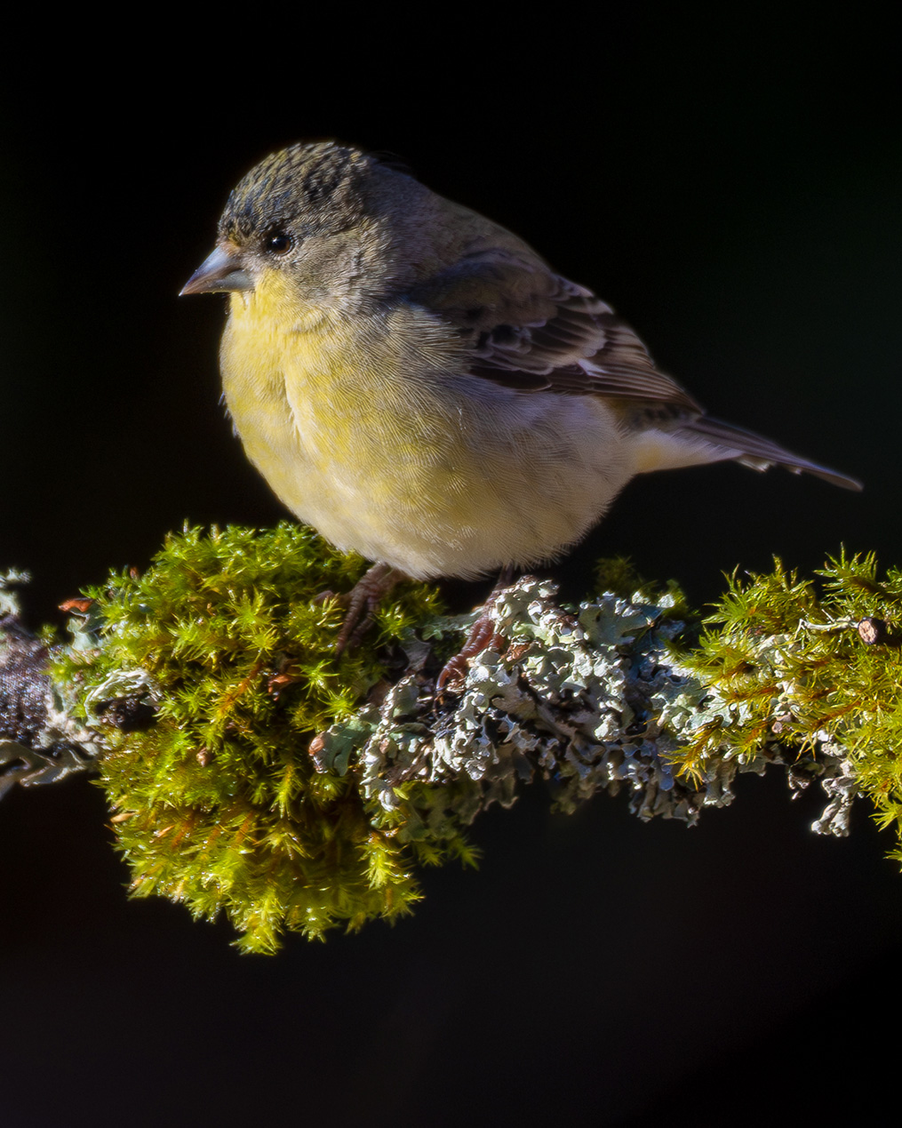 Lesser Goldfinch