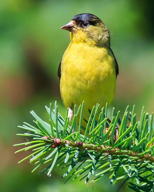 Lesser Goldfinch