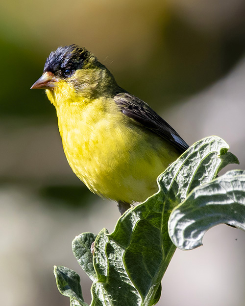 Lesser Goldfinch