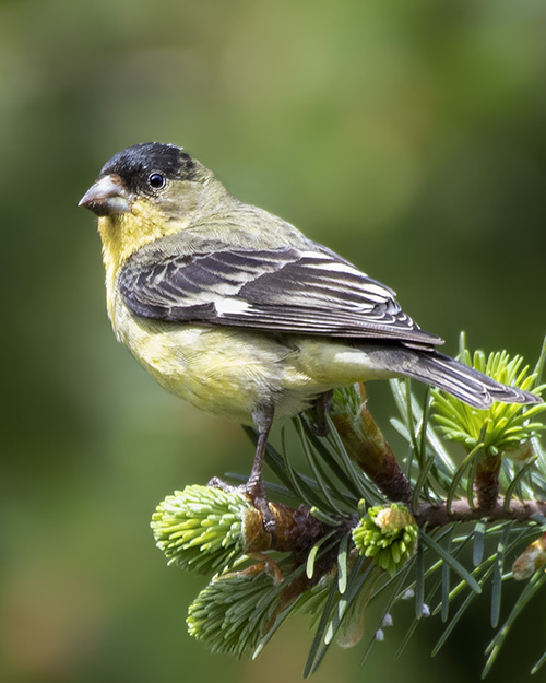 Lesser Goldfinch