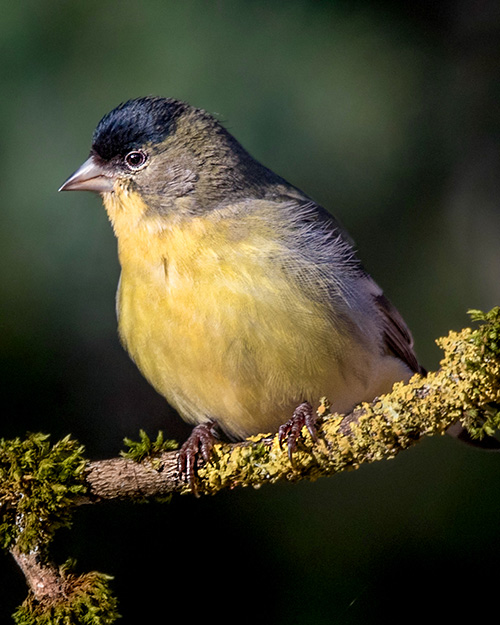 Lesser Goldfinch