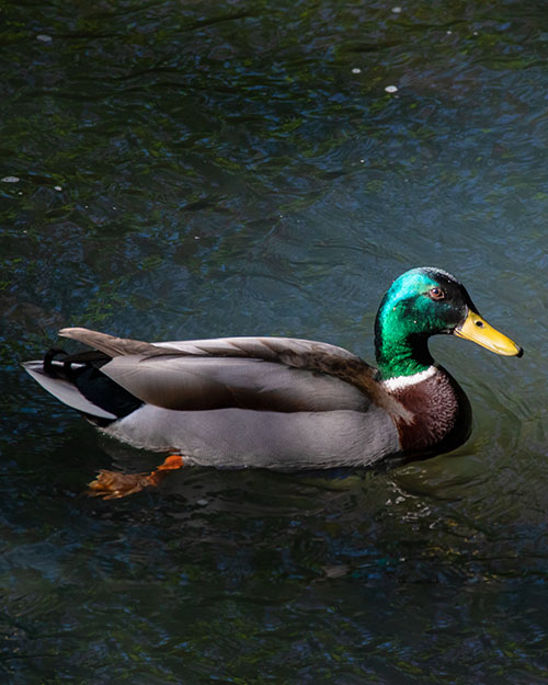 Mallard